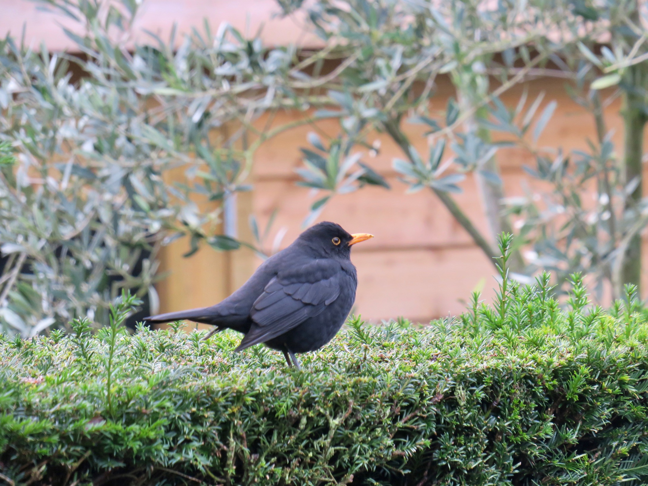 image0 3